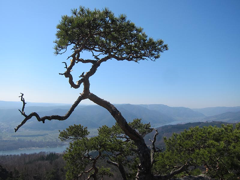 Wachau